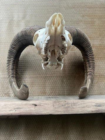 Mouflon Schedel van een zoogdier - Ovis gmeline - 40 cm - 40