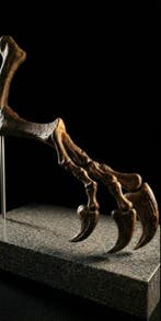 Allosaurus Taxidermie replica montage - Allosaurus Arm - 26, Collections