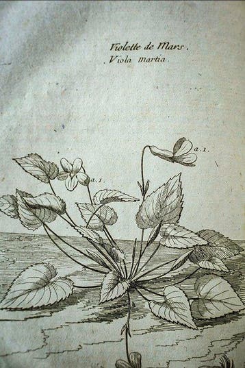 N. Jolyclerc - Phytologie universelle ou Histoire naturelle