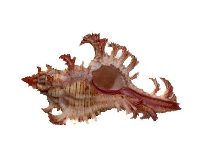 Chicoreus aculeatus 46mm | Filigraan Stekelslak - Zeldzaam, Collections, Collections Animaux