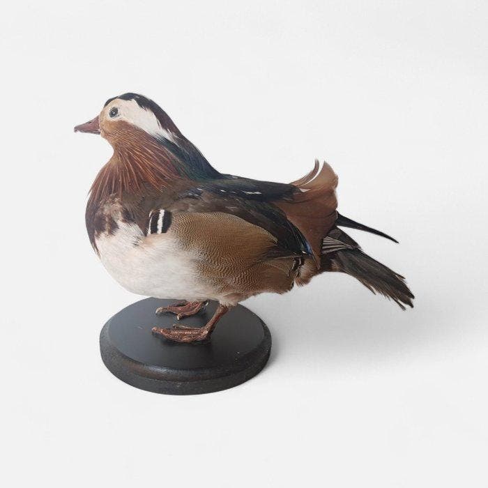 canard mandarin Support de corps entier pour taxidermie -, Collections, Collections Animaux