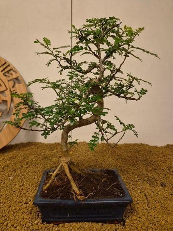 Bonsaï Poivre Chinois (Zanthoxylum) - Hauteur (arbre) : 36
