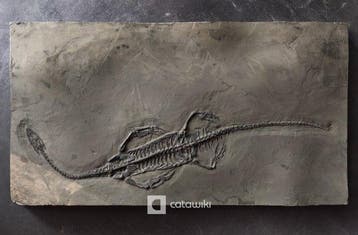 Museumkwaliteit reusachtig Keichousaurus fossiel skelet en