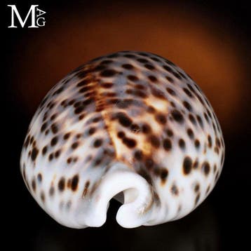 Cypraea Tigris – coquillage Tiger Cowrie – Enchère sans