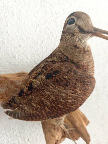 Houtsnip Taxidermie volledige montage - Scolopax rusticola -, Verzamelen, Nieuw