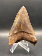 Megalodon - Fossiele tand - Otodus Megalodon - 7.89 cm -