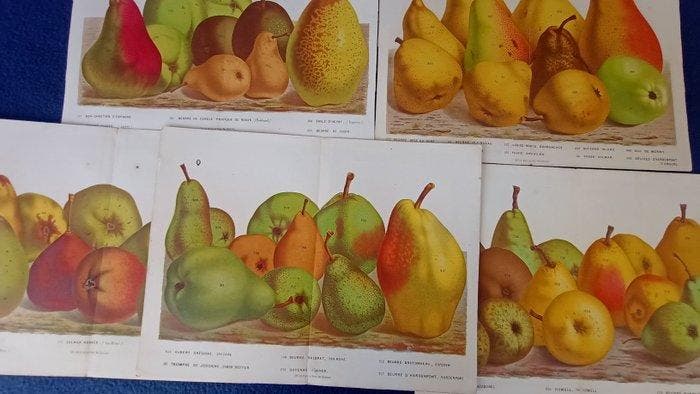 Louis van Houtte (Flore des Serres) - Complete Continuous, Antiquités & Art, Antiquités | Livres & Manuscrits