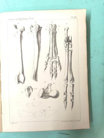 Charles Otis Whitman (C. O. Whitman) - Journal of Morphology