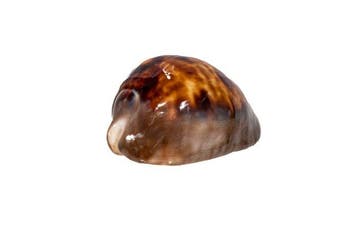 Westaustralische Kaurischnecke >>>> Taxidermie wandmontage -