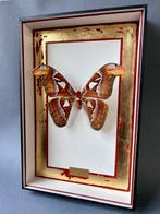 Mot Taxidermie volledige montage - Attacus atlas - 39 cm -, Verzamelen, Nieuw