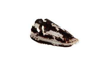 Gigant van zijn soort: Conus magus (62 mm) uit de Filipijnen, Antiek en Kunst