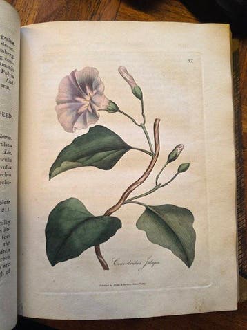 Woodville, William - Medical Botany - 1810