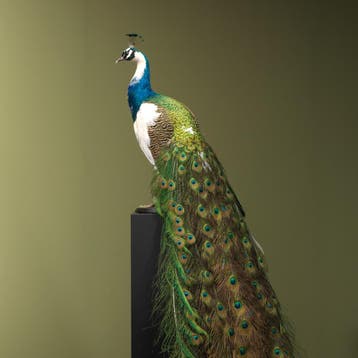Bonte Pauw Taxidermie Opgezette Dieren By Max, Ophalen of Verzenden, Nieuw, Vogel, Opgezet dier
