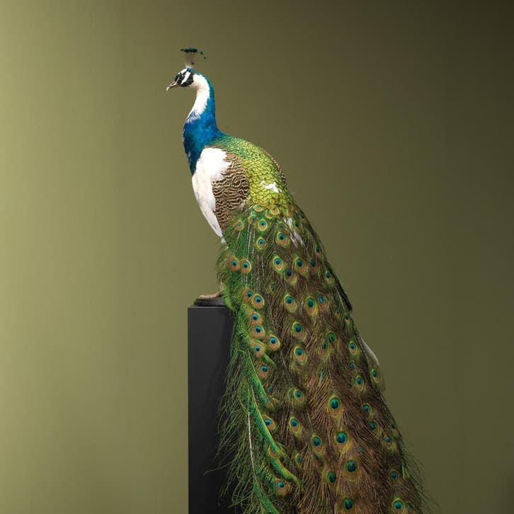 Bonte Pauw Taxidermie Opgezette Dieren By Max, Collections, Collections Animaux, Enlèvement ou Envoi
