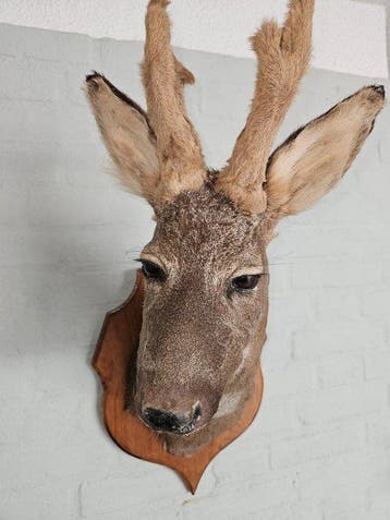 Chevreuil Support de corps entier pour taxidermie -, Nieuw