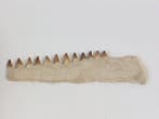 Mosasaure - Animal fossilisé - 30.5 cm (Sans prix de