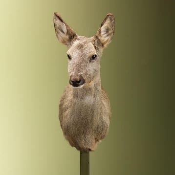 Reebok Wintervacht V Taxidermie Opgezette Dieren By Max, Collections, Ophalen of Verzenden, Opgezet dier