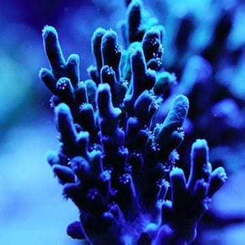 Acropora Blauw S (Ong. 4-5 cm)