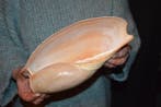 Escargot de mer Coquillage marin - S-170 CYMBIUM GLANS (Sans, Nieuw