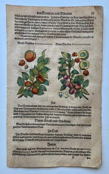 Pietro Andrea Mattioli - Original hand-colored leaf from