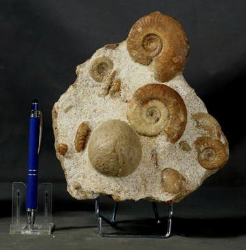 Dalle élégante présentant plusieurs ammonites et échinoïdes