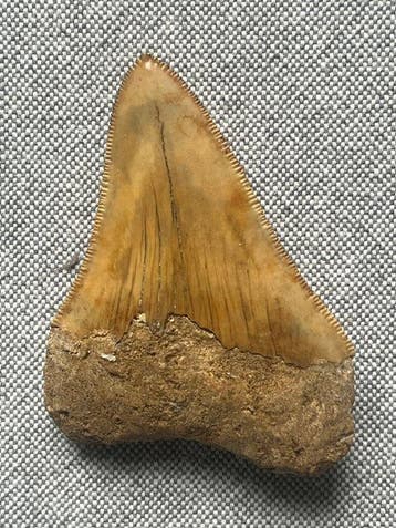 Megalodon-tand 7,8 cm - Fossiele tand - Carcharocles