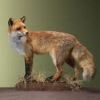 Vos Taxidermie Opgezette Dieren By Max, Verzamelen, Ophalen of Verzenden, Nieuw, Wild dier, Opgezet dier
