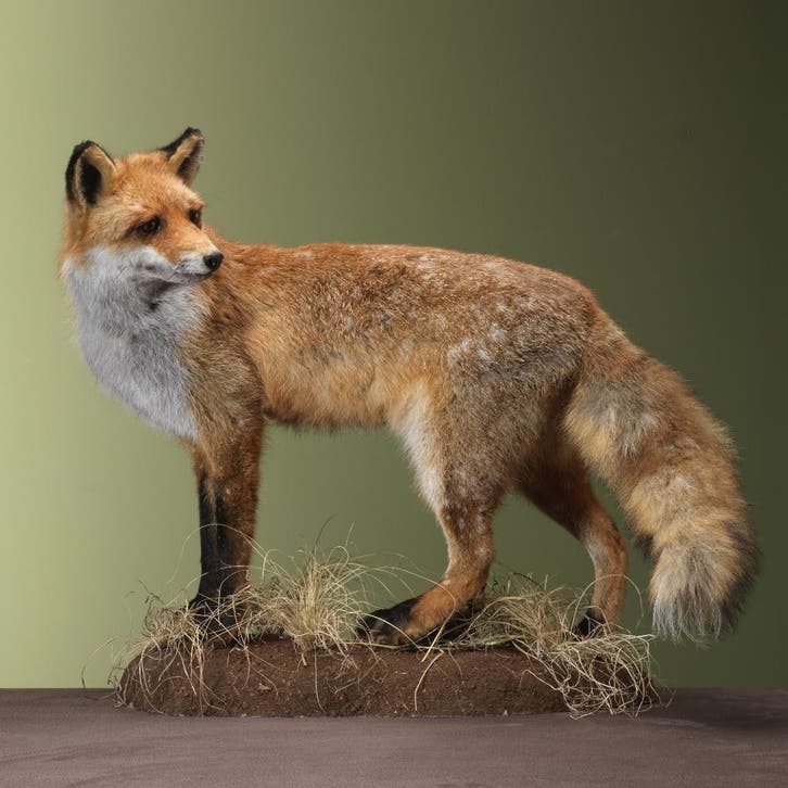 Vos Taxidermie Opgezette Dieren By Max, Collections, Collections Animaux, Enlèvement ou Envoi