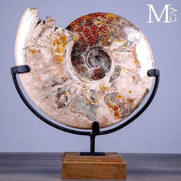 Grande ammonite fossile polie de Cleoniceras sur socle |