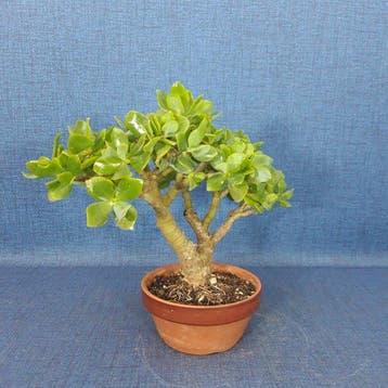 Jade bonsai (Crassula/Portulacaria) - Hauteur (arbre) : 20