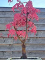 Japanese maple bonsai (Acer palmatum) - Hauteur (arbre) : 28