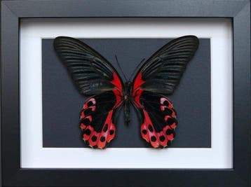 Papillon Support de corps entier pour taxidermie - Papilio, Verzamelen, Nieuw