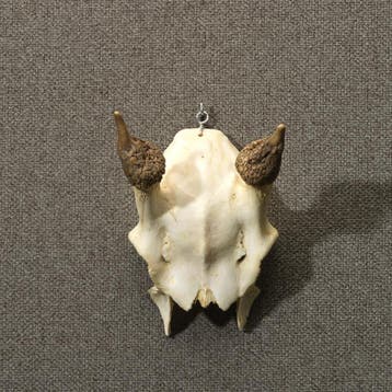 Edelhert Gewei Taxidermie Opgezette Dieren By Max, Ophalen of Verzenden, Nieuw, Wild dier, Opgezet dier