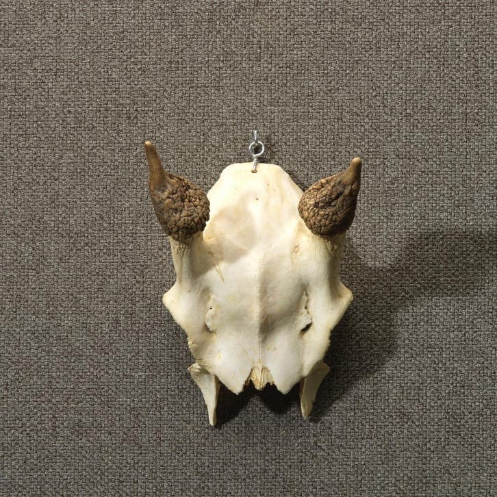 Edelhert Gewei Taxidermie Opgezette Dieren By Max, Collections, Collections Animaux, Enlèvement ou Envoi