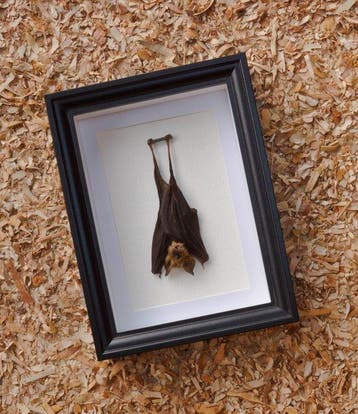 Painted Vesper Bat - framed Taxidermie volledige montage -