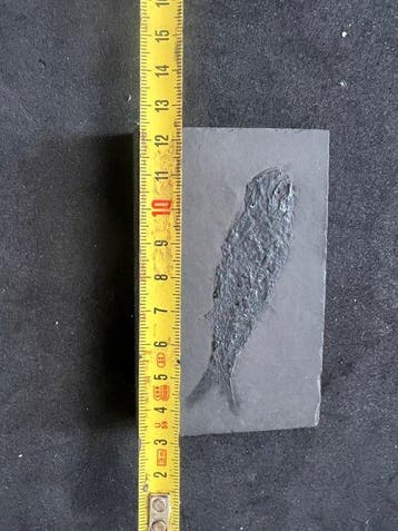 Gefossiliseerd dier - Asialepidotus shingyiensis - 9.5 cm -