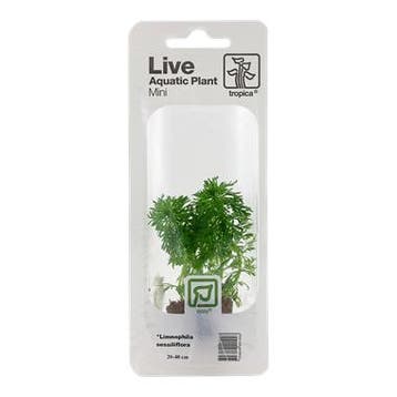 Tropica Limnophila sessiliflora - ambulia(easy), Verzenden, Nieuw