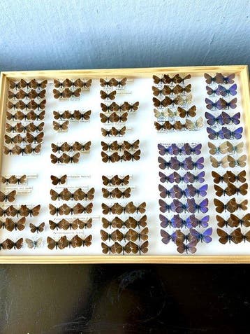 Titre : Grande vitrine historique dentomologie — 95+ Aricia