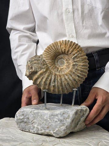 Ammonite - Animal fossilisé - Ammonite Manticilleras su base, Collections, Minéraux & Fossiles