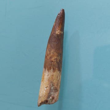 Dinosaurus - Fossiele tand - Spinosaurus aegyptiacus - 70 mm