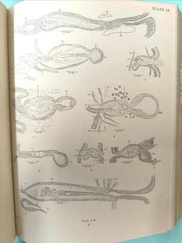 [Various] - Bulletin of the British Museum (Natural History)