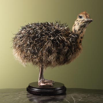 Struisvogel Kuiken Taxidermie Opgezette Dieren By Max, Ophalen of Verzenden, Nieuw, Vogel, Opgezet dier