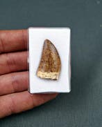 Dinosaure - Dent fossile - Carcharodontosaurus saharicus