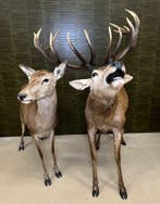 Edelhert Koppel Taxidermie Opgezette Dieren By Max, Ophalen of Verzenden, Nieuw, Wild dier, Opgezet dier