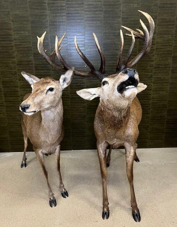 Edelhert Koppel Taxidermie Opgezette Dieren By Max, Ophalen of Verzenden, Nieuw, Wild dier, Opgezet dier