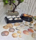 Collection Curiosité Marine Naturelle Coquillage marin -
