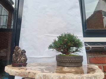 Den bonsai (Pinus) - Hoogte (boom): 10 cm - Diepte (boom):
