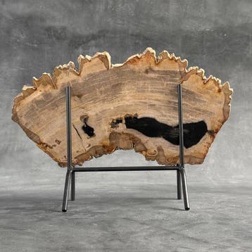 Magnifique tranche de bois pétrifié sur un socle