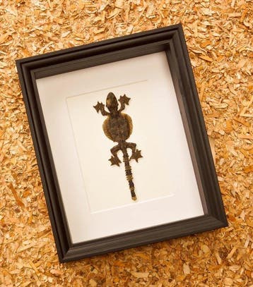 Draakje Taxidermie volledige montage - Ptychozoon kuhli -, Nieuw