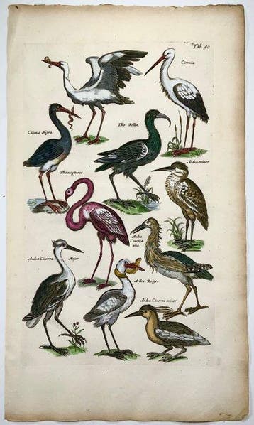 Matthäus Merian (1593-1650) - Folio: Waterbirds, Storks,